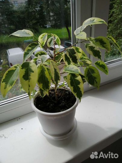 Фикус бенджамина