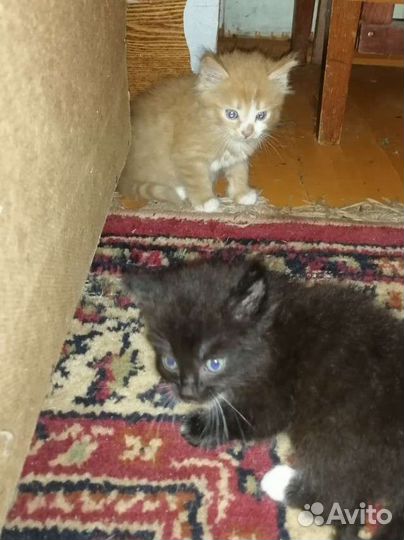 Котята
