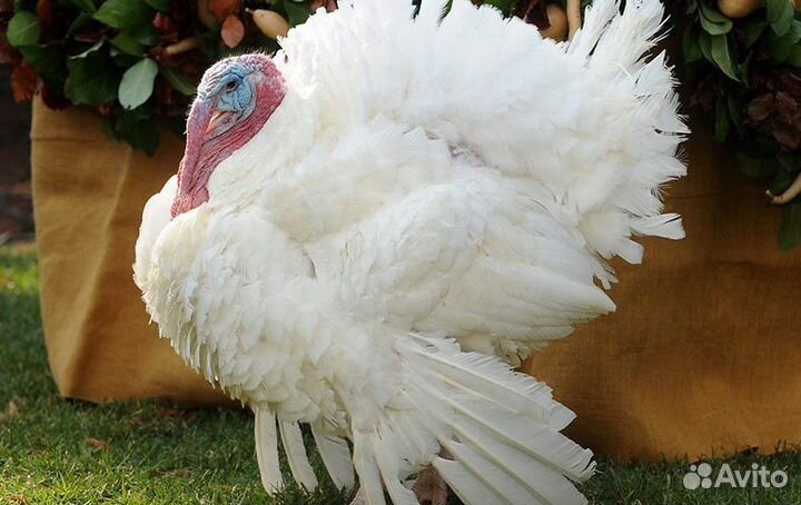 Индюшата Хайбрид конвертер суточные