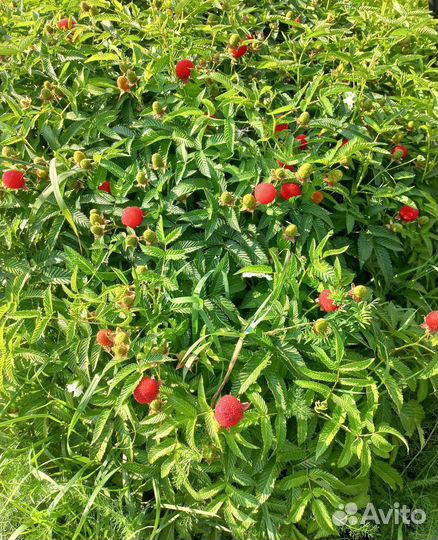 Саженцы тибетской малины