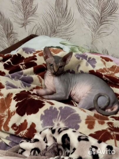 Канадский сфинкс