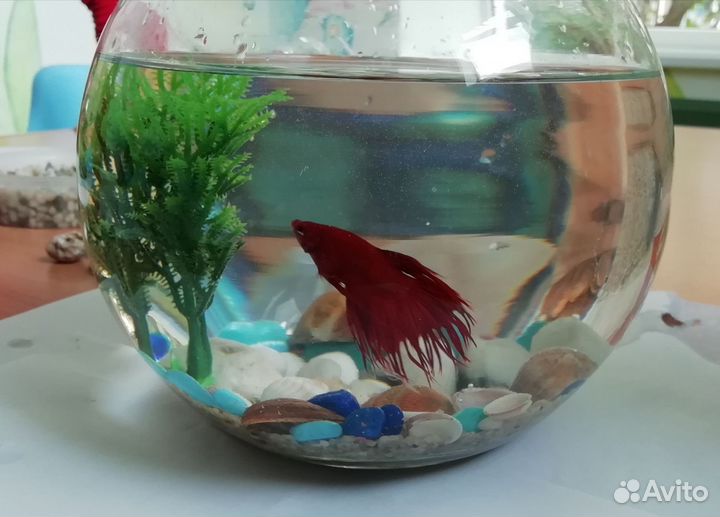 Мини аквариум с рыбкой