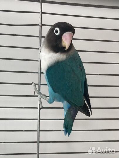 Попугай неразлучник масковый