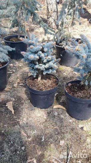 Голубые ели