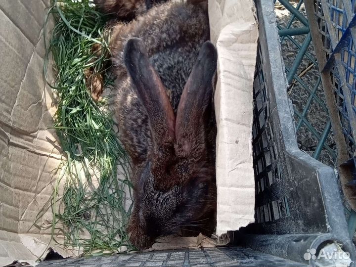 Кролики великаны