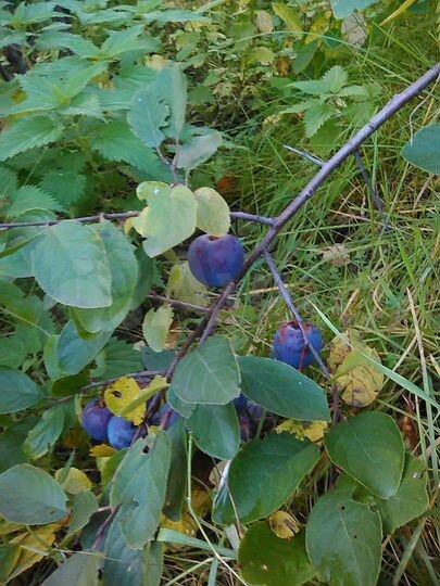 Участок 8,7 сот. (СНТ, ДНП)