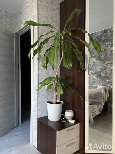 Пальма юкка