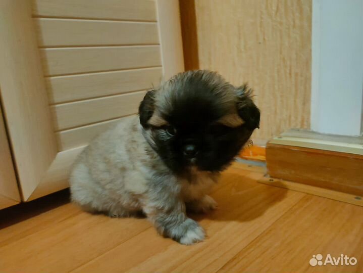 Щенки пекинеса