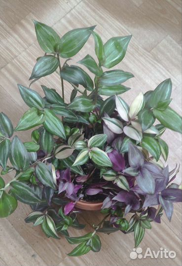 Традесканция