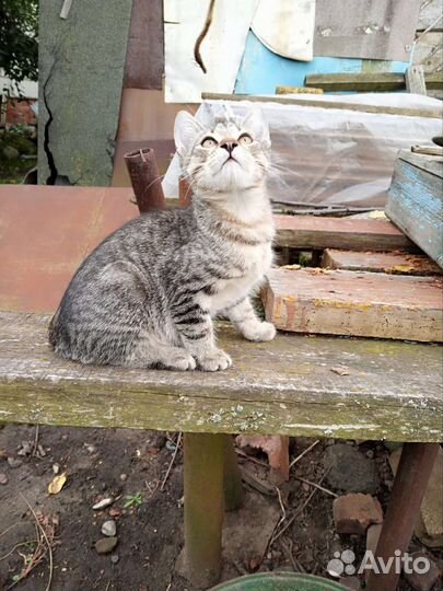 Котик и Кошечка