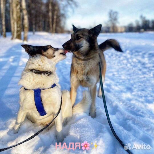 Красавец-пес в добрые руки