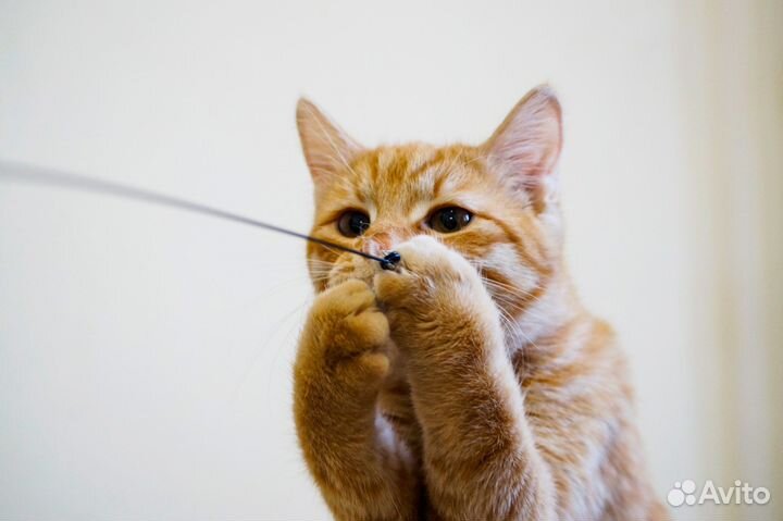 Рыжая скромница