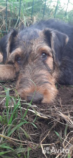 Щенки эрдельтерьера