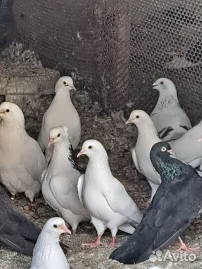 Продаются голуби