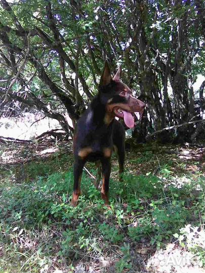 Австралийский келпи