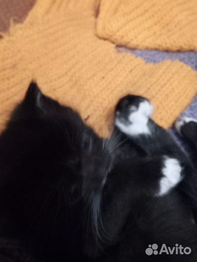 Котята в добрые руки бесплатно