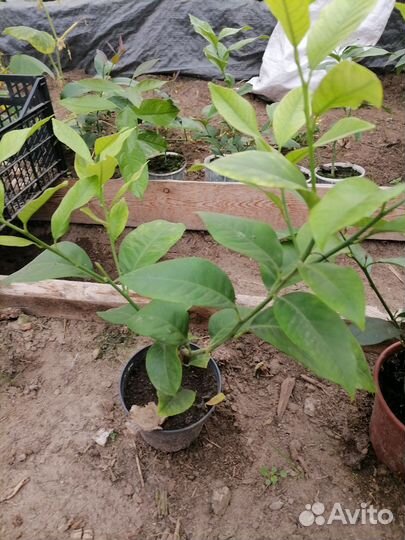 Лимонное дерево черенок