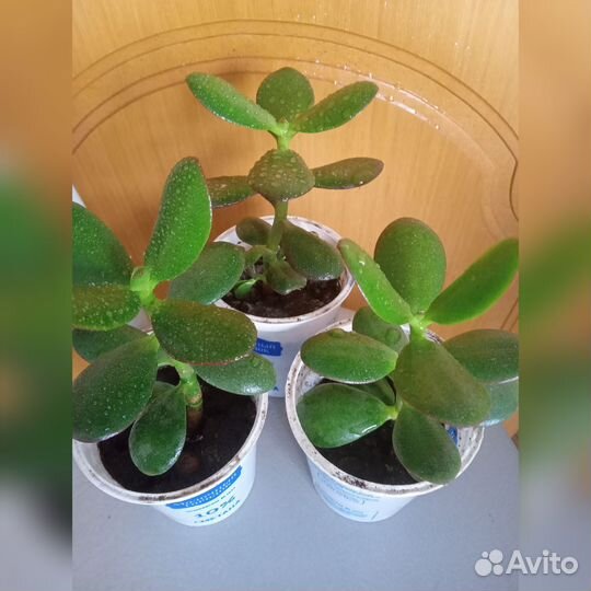 Отростки денежного дерева