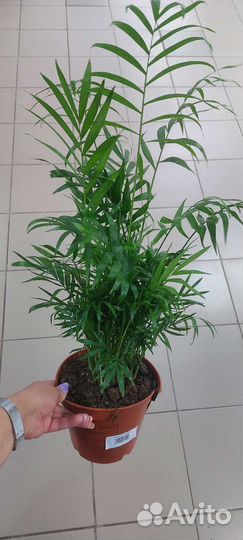 Замиокулькас черный равен