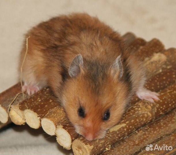 Сирийский хомяк