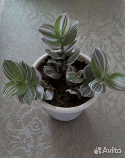 Тралесканция Розовая сирень. И другие