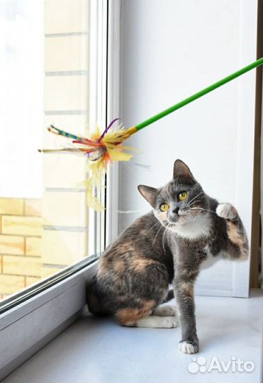 Ласковая молодая кошечка в добрые руки