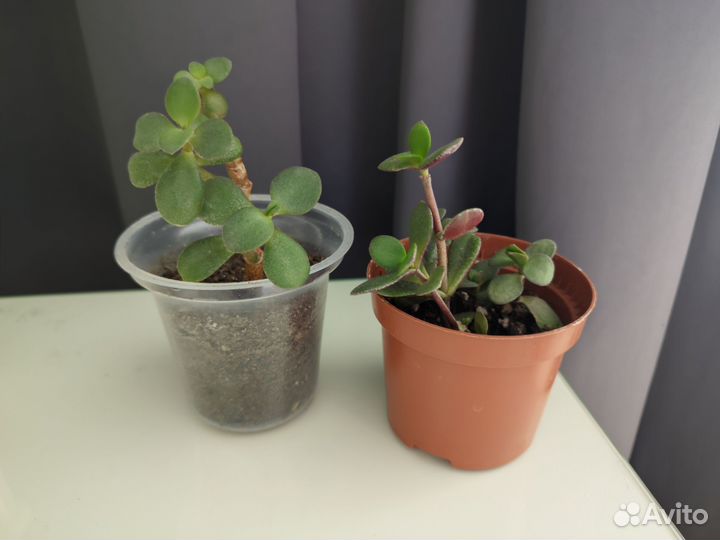 Толстянка денежное дерево