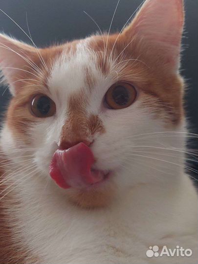 Передержка котиков