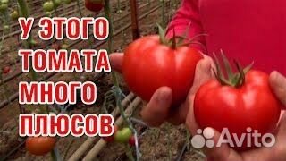 Семена очень вкусных томатов из Испании цетус F1