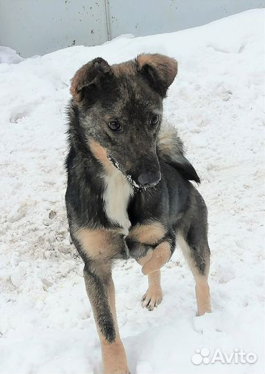 Лана - трехлапая девочка