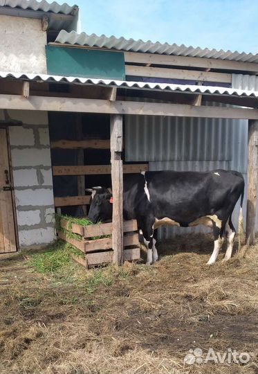 Корова дойная