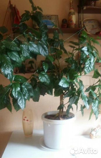 Гибискус китайская роза