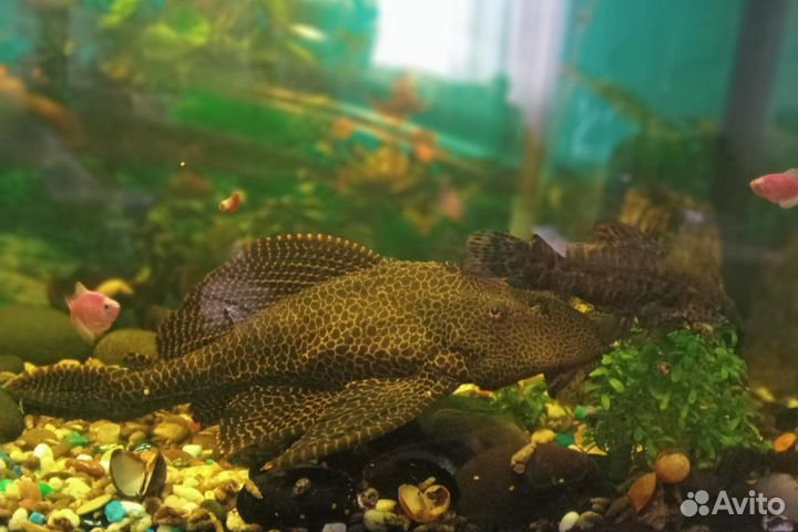 Сом птеригоплихт