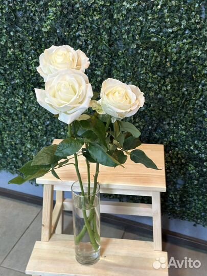 Роза белая Мондиал поштучно