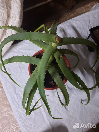 Алоэ вера лечебный