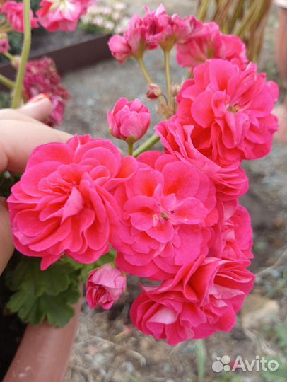 Пеларгония сортовая