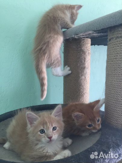 Котята мейн-кун