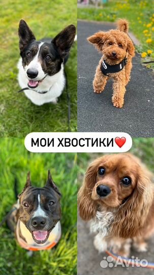 Выгул собак ЖК софия м Проспект Славы