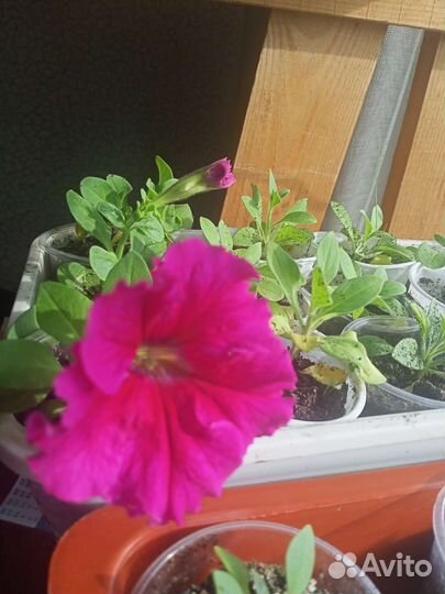 Рассада петунии