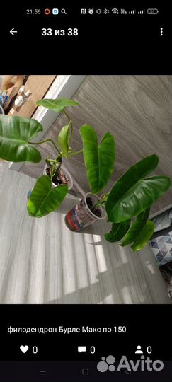 Комнатные цветы