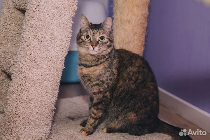 Кошка Фисташка в добрые руки