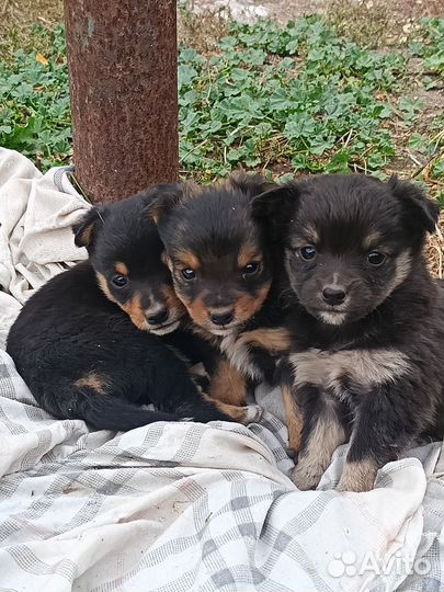 Маленькие собачки в добрые руки