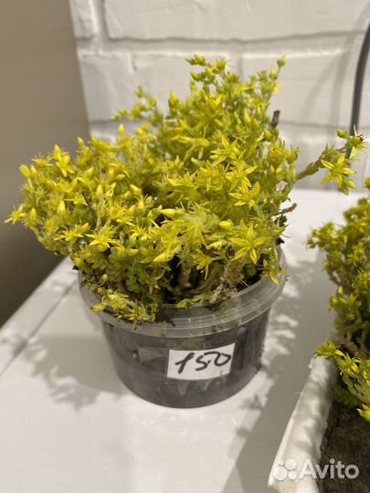 Почвопокровное растение. Седум Едкий