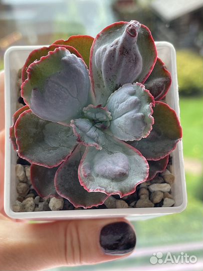 Суккуленты. Эхеверия Лингуас (Echeveria Linguas)