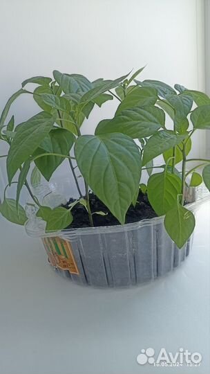 Рассада перца Лечо