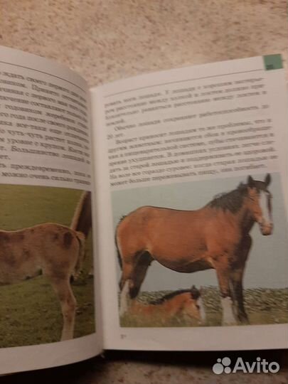 Мини-энциклопедия Лошади и пони