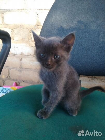 Отдам бесплатно