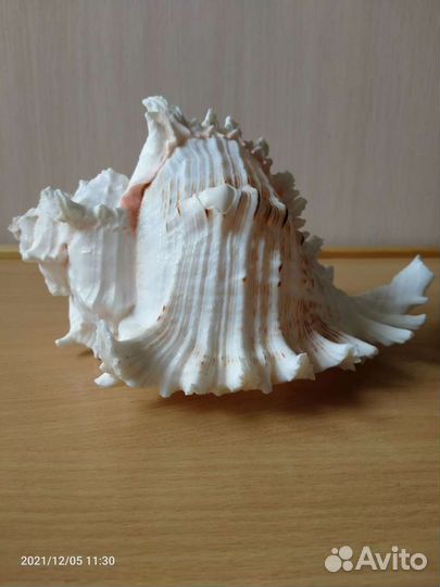 Ракушка морская