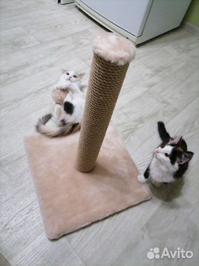 Кот в добрые руки