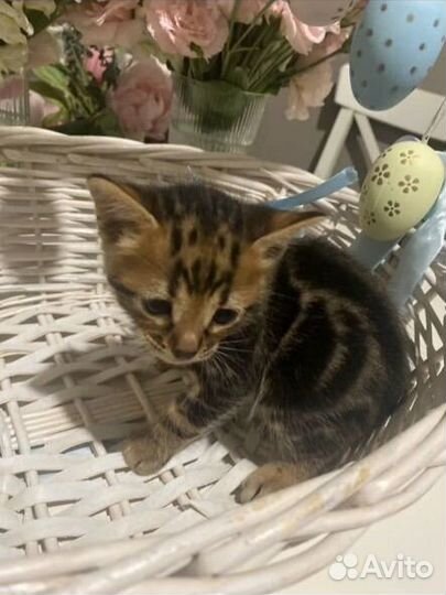 Бенгальские котята